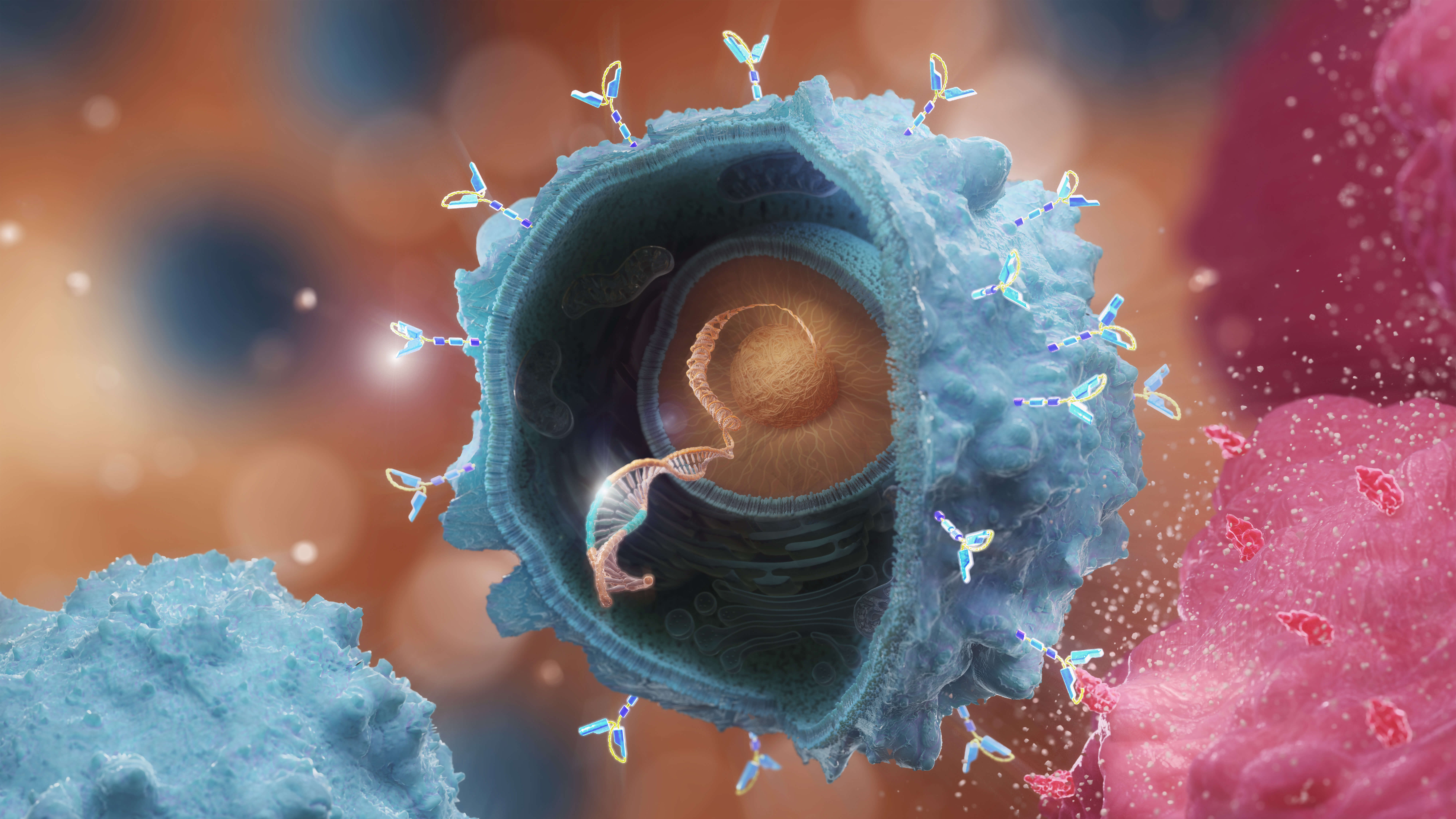 3D illustration of a blue immune T cell targeting a large red cancer cell, with an inset showing a close-up of molecular binding between the cells.