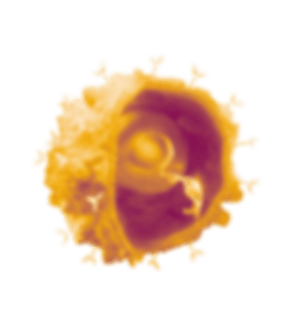 Illustration of a coronavirus particle with spike proteins on its surface.